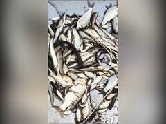 पालघरमध्ये उघड्या नाल्याद्वारे केमिकलयुक्त पाणी नदीत सोडल्याने माशांचा खच, शेतीचंही नुकसान