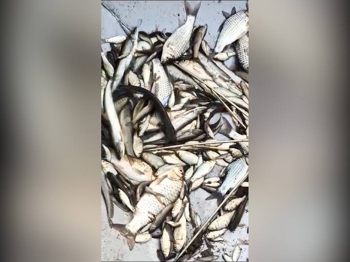 वाडा तालुक्यातील मुसारणे येथील उघड्या नाल्यामध्ये कारखान्यामधून सोडण्यात येणाऱ्या रासायनिक केमिकलयुक्त पण्यामुळे मासे आणि जलचर मेल्याने मोठा खच पडल्याची घटना समोर आली आहे.