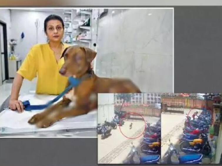 Mumbai woman threw acid on stray dog suffered severe burn injuries case registered Watch Video: பூனையுடன் விளையாடிய நாய் ஆசிட் வீசிய பெண் மும்பையில் அதிர்ச்சி - வைரல் வீடியோ