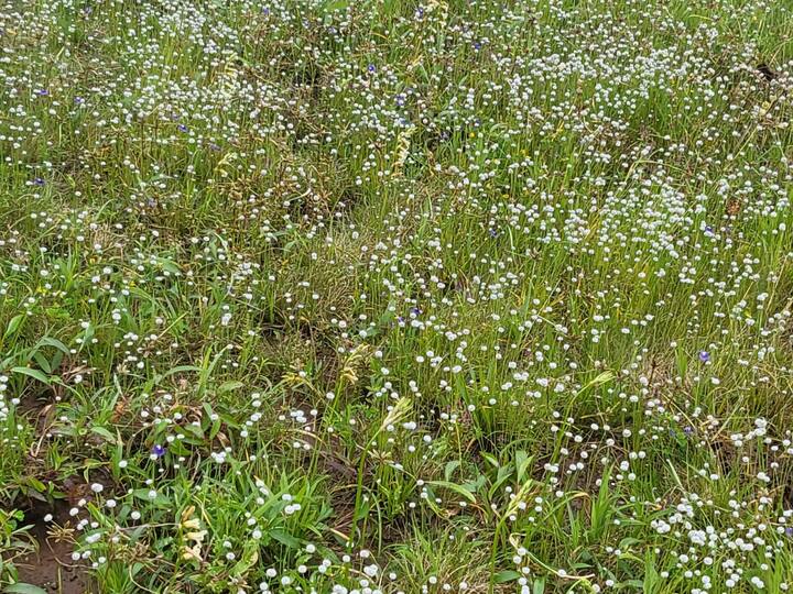 హైదరాబాద్ నుంచి 540 కిలోమీటర్ల దూరంలో ఉంటుంది. పర్యావరణపరంగా అత్యంత సున్నితమైన ప్రాంతం కావడం వల్ల ఎక్కువ మంది పర్యాటకులను అనుమతించరు.