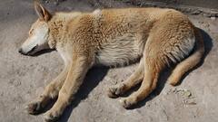 Lifestyle:আশ্রয়হীন প্রাণীদের পাশে দাঁড়াতে চান? পথ চলা শুরু হোক  Internationals Homeless Animals Day-তে