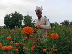 Agriculture : श्रावण शेतकऱ्याला पावला; झेंडू फुलातून लाखोंची कमाई