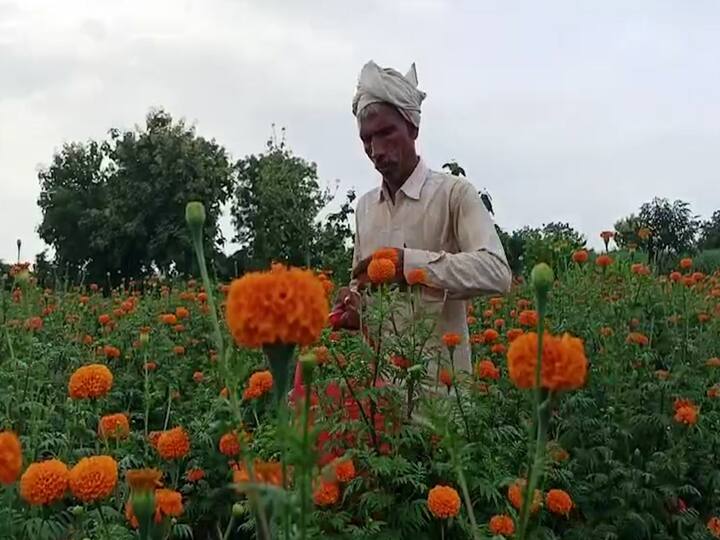 साधारणता झेंडूचे उत्पादन हे दसरा-दिवाळी सणाच्या पार्श्वभूमीवर घेतलं जातं. या काळात झेंडूला मोठी मागणी असते. वाहन, दुकाने आणि विविध उद्योग प्रतिष्ठाने झेंडूच्या फुलांनी सजविली जातात.