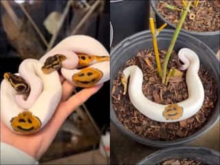 Unique Snake: ਬਹੁਤ ਹੀ ਅਦਭੁਤ, ਵਿਲੱਖਣ ਅਤੇ ਦੁਰਲੱਭ ਇਹ ਅਜਗਰ, ਸਰੀਰ 'ਤੇ ਪਾਏ ਜਾਂਦੇ ਸਮਾਈਲੀ ਫੇਸ ਵਰਗੇ ਇਮੋਜੀ!