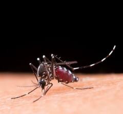 Mosquito Bite: ਭੋਜਨ 'ਚ ਕਰੋ ਇਹ ਬਦਲਾਅ...ਮੱਛਰ ਦੇ ਕੱਟਣ ਦਾ ਨਹੀਂ ਹੋਵੇਗਾ ਕੋਈ ਅਸਰ, ਡੇਂਗੂ ਤੋਂ ਰਹੇਗਾ ਬਚਾਅ