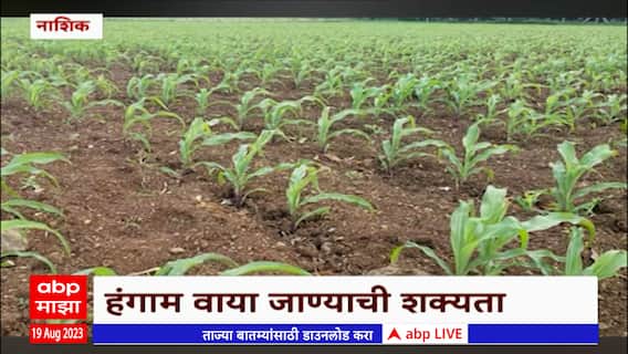 Nashik : ग्रामीण भागात दुष्काळ सदृश परिस्थिती, खरिपाची पिके करपू लागली