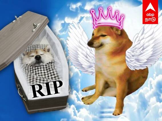 Cheems Balltze Dog Died : மீம்ஸ் மன்னன் சீம்ஸ் உயிரிழப்பு.. ரசிகர்கள் சோகம்..