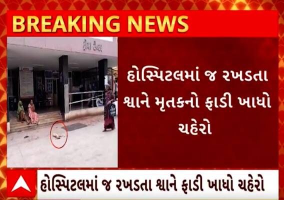 Bhavnagar| રખડતા કૂતરાએ હોસ્પિટલમાં મૃતદેહનો ફાડી ખાધો ચહેરો, હોસ્પિટલ તંત્ર ઊંઘમાં