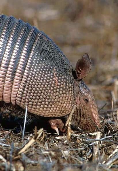 આ જાનવરોની ચામડી છે બુલેટપ્રૂફ, ગોળીની પણ નથી થતી અસર