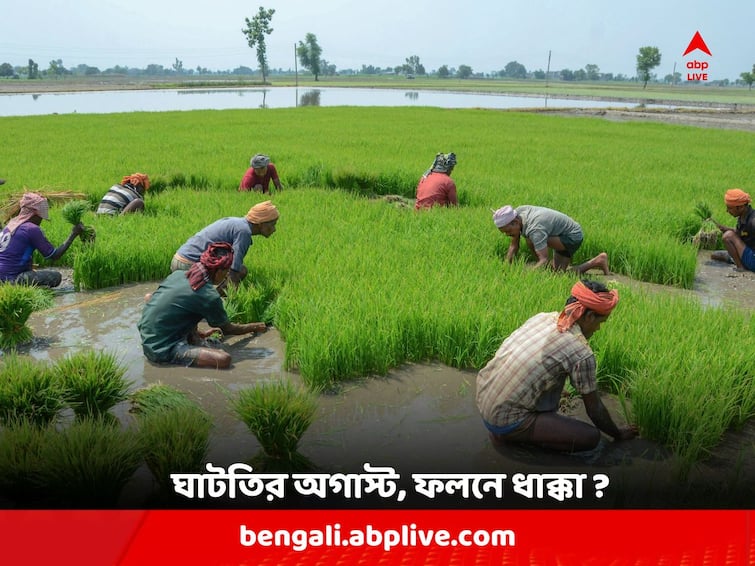 Weather Update : India Witnesses Driest August In 100 Years, may affect Summer Crops Driest August in India : ১০০ বছরে সবথেকে শুষ্ক অগাস্ট পেতে চলেছে ভারত ! মার খেতে পারে গ্রীষ্মকালীন ফলন