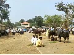 सांगली जिल्ह्यात पुन्हा 'लम्पी'चे सावट; जनावरांचा आठवडी बाजार, बैलगाडा शर्यतीला बंदी