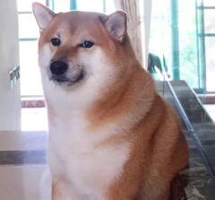 RIP Cheems : விடைபெற்றார் மீம்ஸ் நாயகன் சீம்ஸ்..சோகத்தில் ஆழ்ந்த நெட்டிசன்கள்!