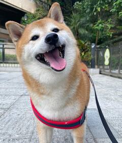 RIP Cheems : விடைபெற்றார் மீம்ஸ் நாயகன் சீம்ஸ்..சோகத்தில் ஆழ்ந்த நெட்டிசன்கள்!