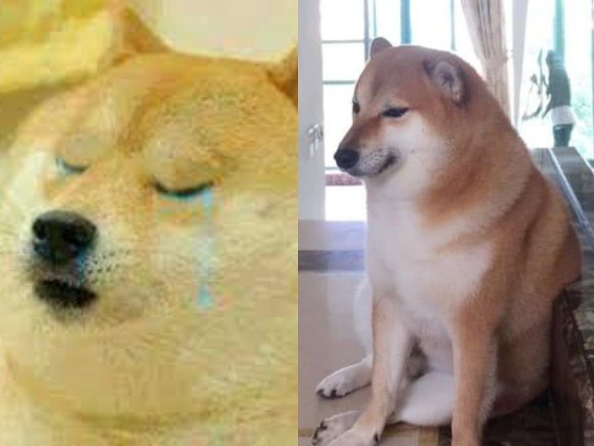 Shiba Inu Who Inspired 'doge' Meme Is Dies After Battling Cancer Today ...