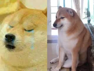 Cheems Doge Meme : 'வரட்டா மாமே டுர்ர்ர்ர்ர்ர்’ : மீம்ஸ் செல்லக்குட்டி சீம்ஸ் நாய் மறைந்தது.. கண்ணீரில் வலைதளவாசிகள்