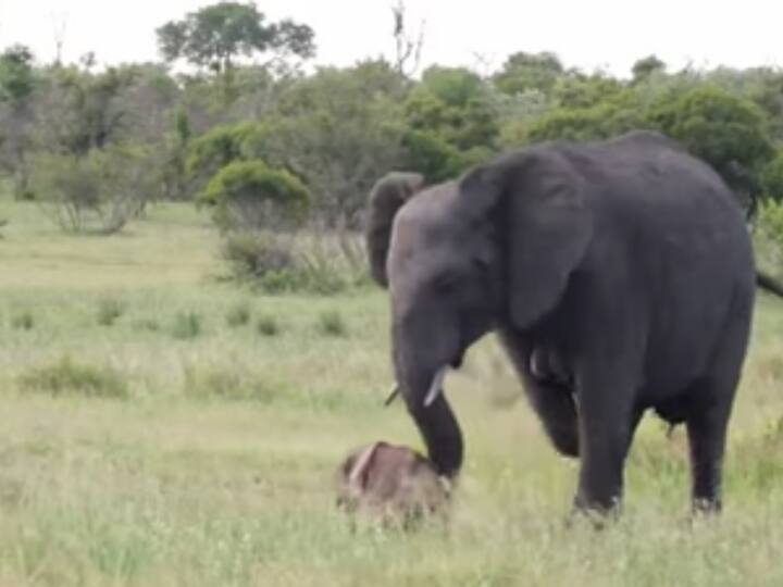 Elephant Tries to Get Newborn to Stand and walk बच्चे को चलना सिखाने के लिए हथिनी ने की कड़ी मेहनत, वीडियो छु लेगा दिल