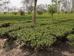 छत्तीसगढ़: जशपुर में चाय की खेती कर किसान ने कमाए लाखों रुपये, स्थानीय महिलाओं को भी दिया रोजगार