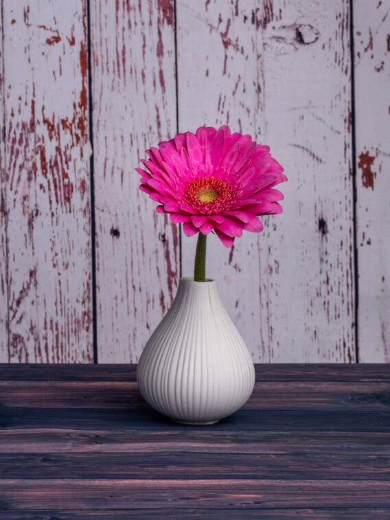 खूबसूरती और ख़ुशबू के डबल डोज हैं ये इंडोर प्लांट्स