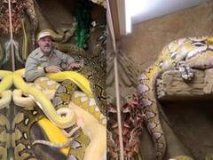 Shocking Video: ਦਰਜਨਾਂ ਅਜਗਰਾਂ ਦੇ ਵਿਚਕਾਰ ਨਿਡਰ ਹੋ ਕੇ ਬੈਠਾ ਨਜ਼ਰ ਆਇਆ ਵਿਅਕਤੀ, ਲੋਕ ਹੋਏ ਹੈਰਾਨ, ਕਿਹਾ- 'ਬਹਾਦੁਰੀ ਨੂੰ ਸਲਾਮ...'