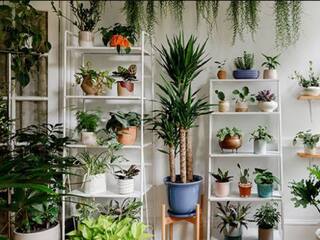 Indoor plants: வீட்டிற்குள் செடி வைக்க விரும்புகிறீர்களா… இந்த 7 தாவரங்கள் நல்ல சாய்ஸாக இருக்கும்!