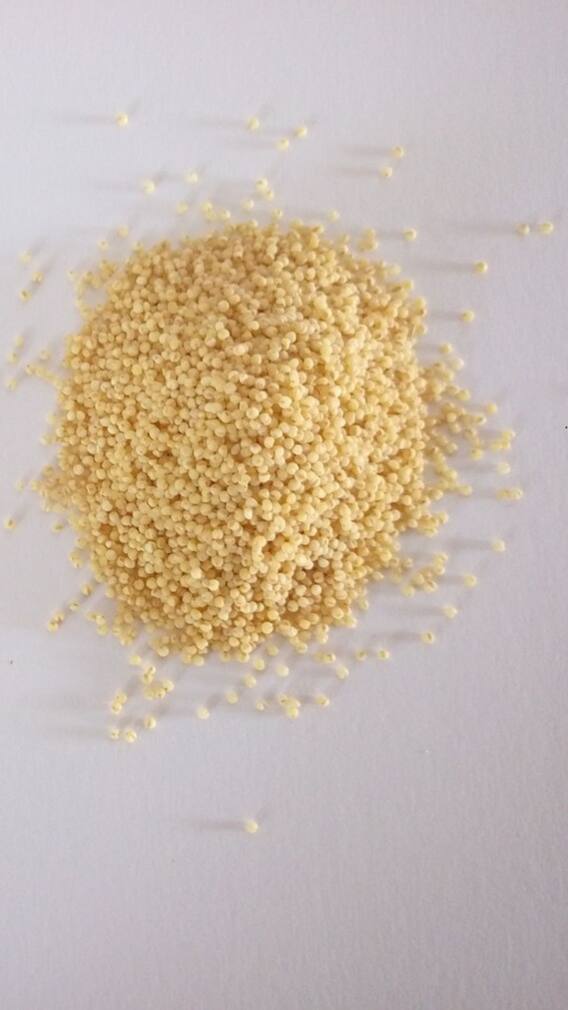 ডায়াবিটিকরা কি বাজরা খেতে পারেন?