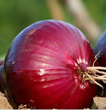 Onion : कांद्यावर 40 टक्के निर्यात शुल्क, स्वाभिमानी शेतकरी संघटना आक्रमक