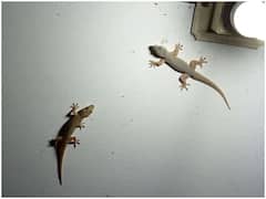 Lizards: ఇంట్లో నుంచి బల్లులను తరిమేయాలా? ఈ చిట్కాలు పాటించండి