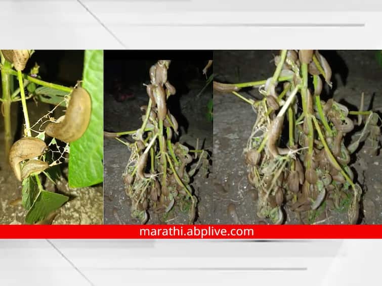Aurangabad Snail Issue Farmers Dozens snails on bean plant Crops grow fast at night Maharashtra Marathi Latest Updates एकाच झाडाला डझनभर गोगलगायी; रात्रीतून पिकं करतायत फस्त, शेतकऱ्यांची चिंता वाढवणारा व्हिडीओ
