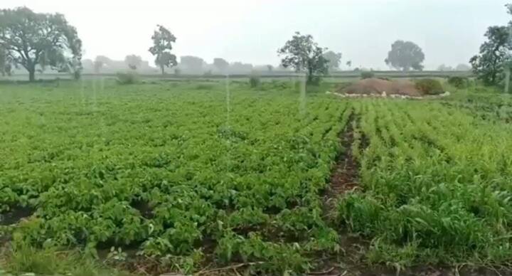 जून महिना कोरडा गेल्यावर जुलै महिन्यात काही प्रमाणात पाऊस पडला. नांदेड जिल्ह्यात जुलै महिन्यात अनेक ठिकाणीअतिवृष्टी झाली. त्यामुळे पेरणी देखील जोरात झाली.