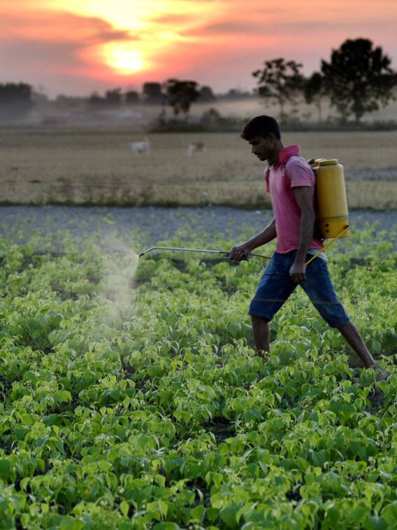 यहां फसलों पर पानी की जगह होता है शराब का छिड़काव