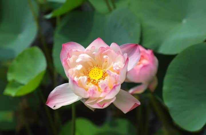 New Lotus Variety Namoh 108 : राष्ट्रीय फूल कमळाची एक नवीन प्रजाती विकसित करण्यात आली आहे.
