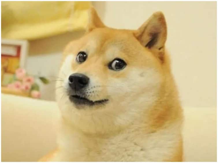 That viral dog that laughed in memes is no more - Memers are emotional Dog meme: మీమ్స్‌లో నవ్వించిన ఆ వైరల్ కుక్క ఇక లేదు - మీమర్స్ భావోద్వేగం