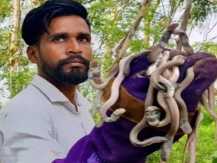 Haryana Man Rescues 5600 Snakes In A Decade Gets Bitten 10 Times know more details here Snake Man: 5,600 பாம்புகளை பிடித்த அதிசய மனிதர் ..10 முறை கடி பட்டும் அசால்ட் செய்யும் இரும்புகோட்டை முரட்டு சிங்கம்