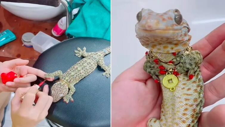 this lizard also dresses up like a girl video goes viral Viral Video: ਇਹ ਕਿਰਲੀ ਵੀ ਸ਼ਿੰਗਾਰ ਕਰਨ ਦੀ ਸ਼ੌਕੀਨ, ਯਕੀਨ ਨਹੀਂ ਆਉਂਦਾ ਤਾਂ ਦੇਖੋ ਵੀਡੀਓ