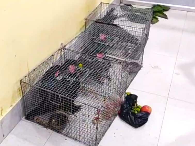 Assam Exotic Birds Black Palm Cockatoos Rescued In Cachar District International Smuggling Racket Assam: Six Exotic Black Palm Cockatoos Rescued In Cachar, Smugglers Escape