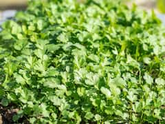 सुबह-सुबह खाली पेट चबाएं हरी धनिया के पत्ते, इन गंभीर बीमारियों से हमेशा बचे रहेंगे आप