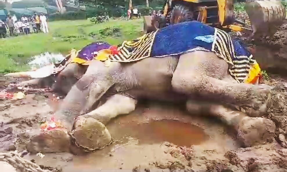 India’s Oldest Domestic Elephant Dies At 90 In Assam’s Sonitpur District