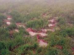 सरगुजा में जंगली हाथियों ने उड़ाई नींद, 17 किसानों के 6 हेक्टेयर फसल को कुचलकर किया तबाह