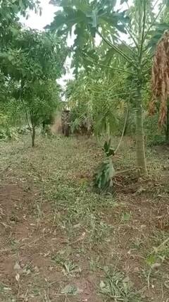 Nashik Agriculture News : पाण्याअभावी बाग करपली, नाशकातील शेतकऱ्याने दोन एकर पपईवर रोटर फिरवला