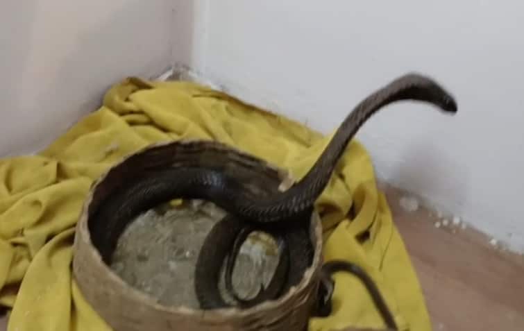 Nagpanchami eighty snakes seized from dozen snake charmers forest department arrested snake mp ANN Nag Panchami 2023: एक दर्जन सपेरों से अस्सी से ज्यादा सांप जब्त, वन विभाग ने की सपेरों की धरपकड़