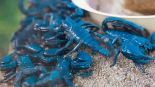 Blue Scorpion: ਤੁਸੀਂ ਵੀ ਬਣਨਾ ਚਾਹੁੰਦੇ ਕਰੋੜਪਤੀ! ਬੱਸ ਫੜ ਲਵੋ ਇਹ ਕੀੜੇ, ਇੱਕ ਲੀਟਰ ਜਹਿਰ ਦੀ ਕੀਮਤ 75 ਕਰੋੜ ਰੁਪਏ