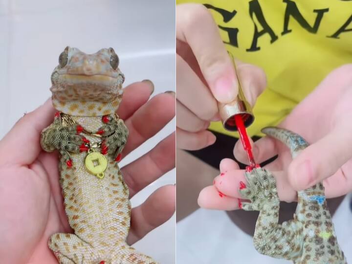 Chameleon Got Her Makeup Done In Parlor Watch Viral Video 'गिरगिट' पर चढ़ा मेकअप कराने का खुमार, पार्लर वाली आंटी से लगवाई नेलपेंट, जूलरी पहन खिंचाई फोटो, देखें Video