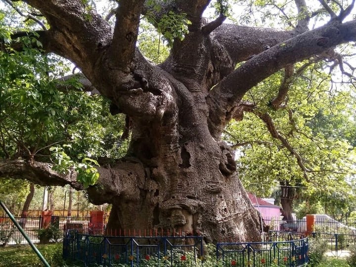 know about parijat tree in up village in barabanki and his story उत्तर प्रदेश के इस गांव में हैं स्वर्ग का पेड़, रात में खिले फूल झड़ जाते हैं सुबह, जानें क्या है रहस्य