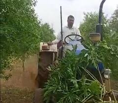 Nashik Agriculture News : पाण्याअभावी बाग करपली, नाशकातील शेतकऱ्याने दोन एकर पपईवर रोटर फिरवला