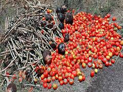 ஒட்டன்சத்திரம் மார்க்கெட்டில் சதமடித்து சாதனை படைத்த தக்காளி வீதிக்கு வந்தது