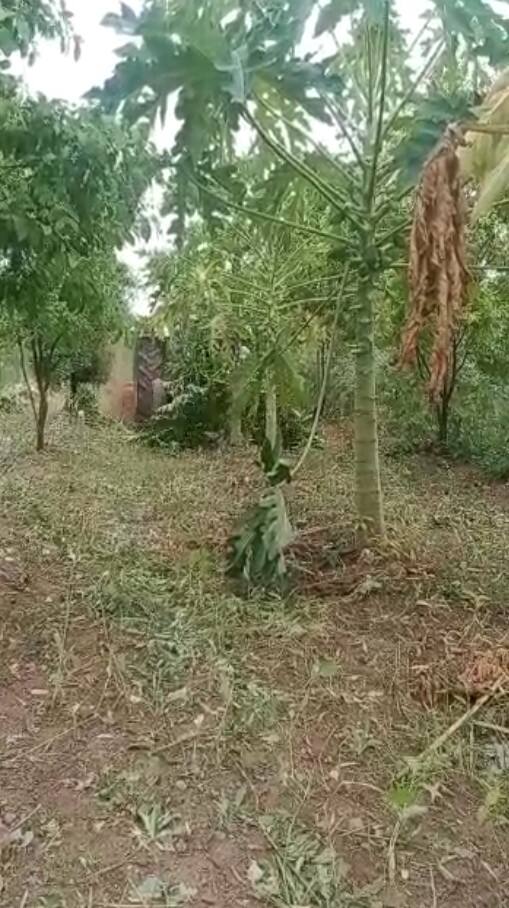 नाशिकच्या नांदगाव तालुक्यातील तळवाडे येथील शेतकरी तानाजी दोंड यांनी अगतिक होत दोन एकरातील पपईच्या बागेवर रोटर फिरविला