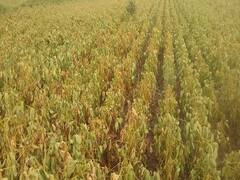 चिंता वाढली! मराठवाड्यात 'ऑगस्ट महिन्यात' पावसाची 71.9 टक्क्यांची तुट; 49 लाख हेक्टरवरील पिकं धोक्यात