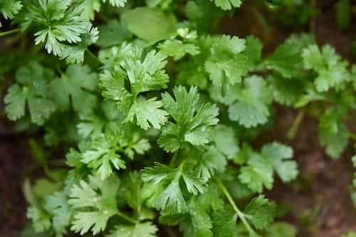 chew green coriander leaves on empty stomach daily morning to be safe from these serious diseases marathi news Health Tips : सकाळी रिकाम्या पोटी हिरवी कोथिंबीर चावून खा; 'या' गंभीर आजारांपासून नेहमी सुरक्षित राहाल
