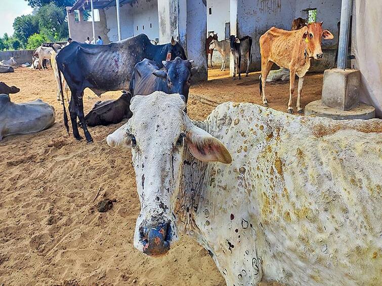 Lumpy Skin Disease 512 animals infected with lumpy in Nanded district  District administration on alert mode Lumpy Skin Disease  : नांदेड जिल्ह्यात 512 जनावरांना लम्पीची लागण, वासरांचे प्रमाण अधिक; जिल्हा प्रशासन अलर्ट मोडवर