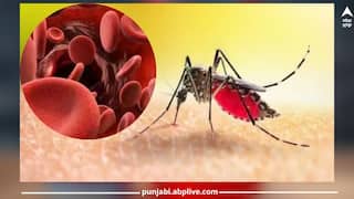 How To Increase Platelets: ਡੇਂਗੂ ਮਲੇਰੀਆ ਕਾਰਨ ਘੱਟਦੇ ਜਾ ਰਹੇ ਪਲੇਟਲੈਟਸ, ਤਾਂ ਆਪਣੀ ਖੁਰਾਕ 'ਚ ਸ਼ਾਮਲ ਕਰੋ ਇਹ 8 ਚੀਜ਼ਾਂ, ਤੁਰੰਤ ਮਿਲੇਗਾ ਲਾਭ